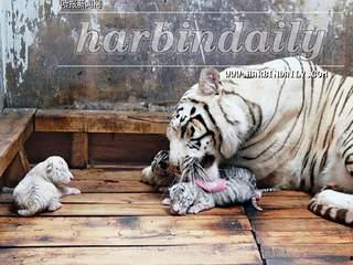 国产白虎一区,探寻东方武侠的传奇魅力 第2张 国产白虎一区,探寻东方武侠的传奇魅力 第2张